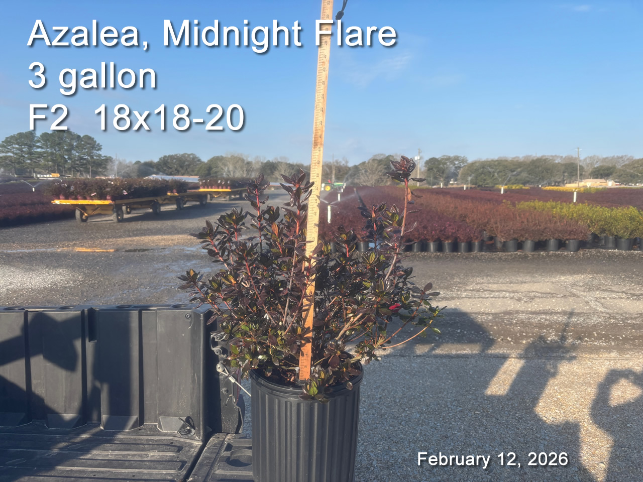 gallery/mf3 f2 feb12.jpg